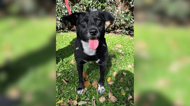 Adopte a un amigo fiel: ‘Camilo’