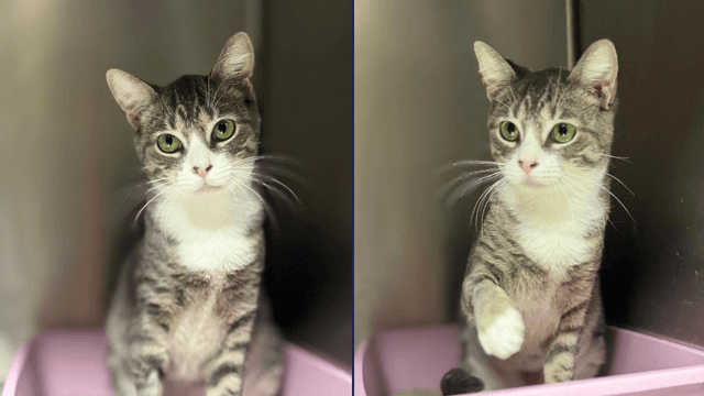 Adopte a una amiga fiel: ‘Mandarina’