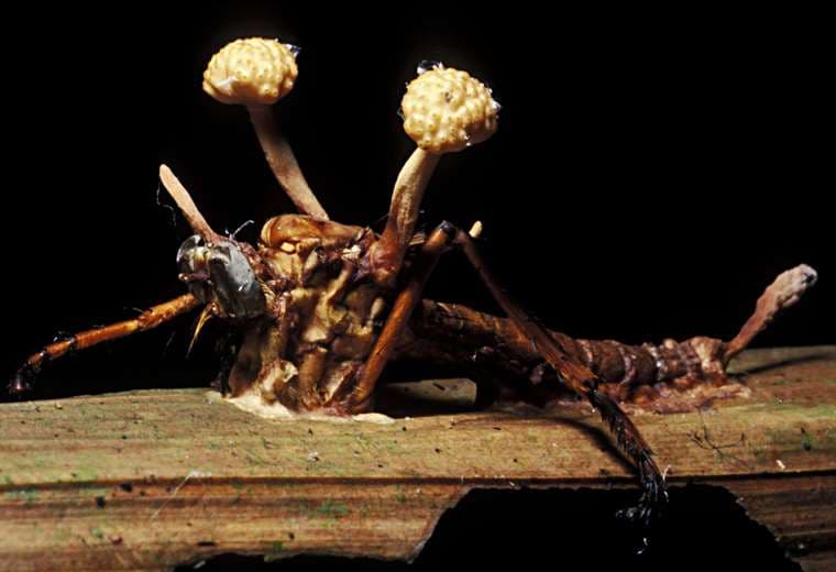 "Los zombis son algo patente y casi que predominante en el mundo animal"