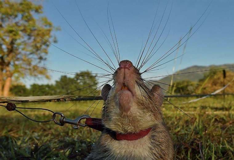 Los animales que realizan trabajos que ni los seres humanos ni los robots pueden hacer