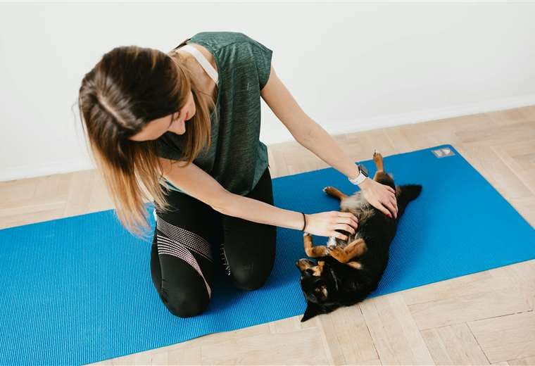 Dolor, cirugías y sedentarismo: por qué la fisioterapia es vital para las mascotas