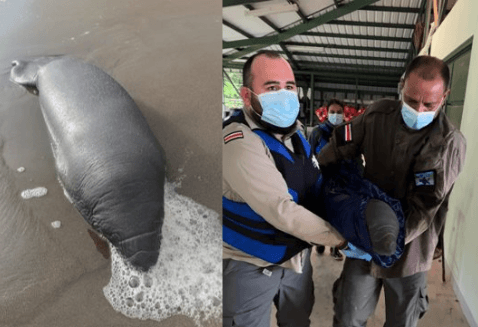 Personal del SINAC busca a madre de manatí rescatado tras encallar en Tortuguero