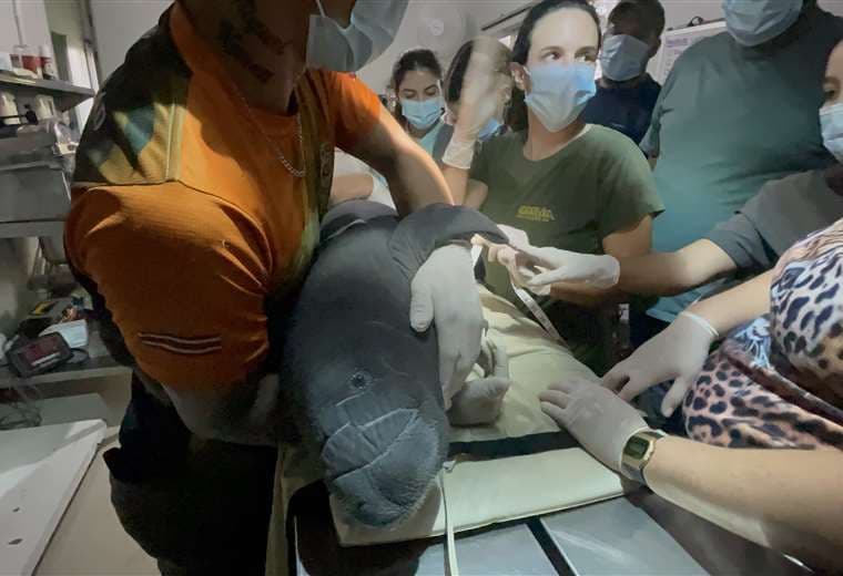 “Está costando un poquito”: Cría de manatí rescatada en Tortuguero enfrenta etapa crítica