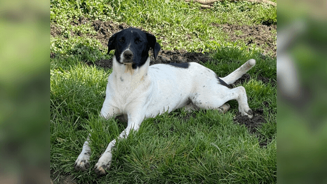 Adopte a una amiga fiel: ‘Lucía’.