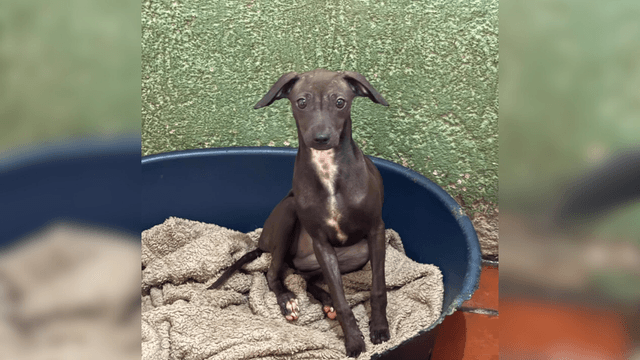 Adopte a una amiga fiel: ‘Tati’