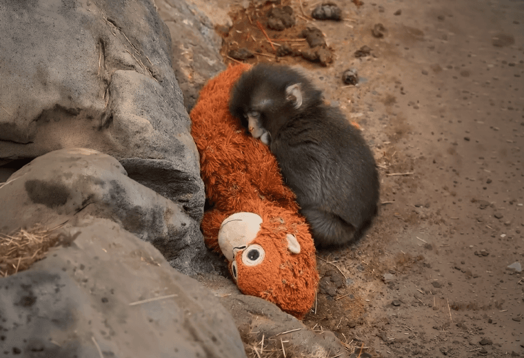 Punch y su inseparable peluche: el mono bebé que pasó del abandono a ser fenómeno viral