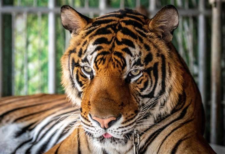 Virus mata a 72 tigres en un parque zoológico en Tailandia