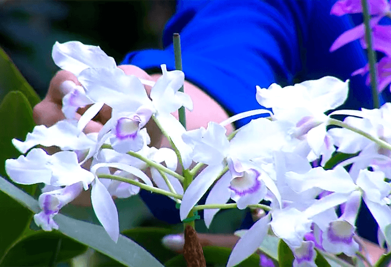 Claves para que sus orquídeas florezcan con más fuerza esta temporada