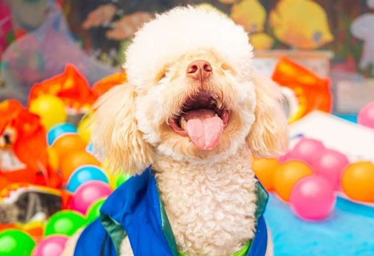 Expo Mascotería impulsa adopción responsable este fin de semana en Heredia