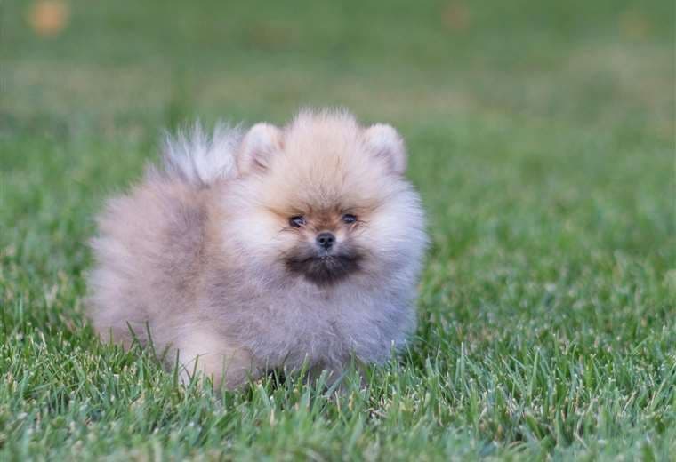 ¿Su mascota bota demasiado pelo? Experto explica cuándo preocuparse