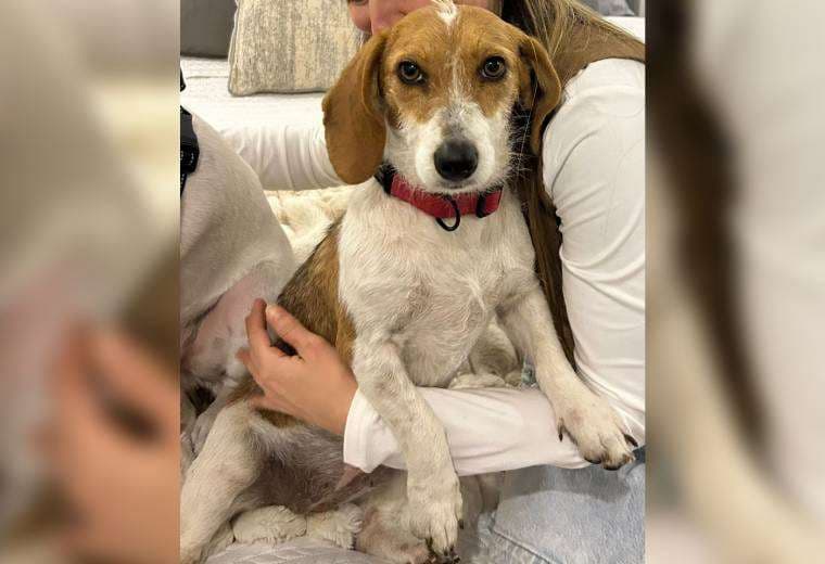Adopte a una amiga fiel: 'Franchesca'