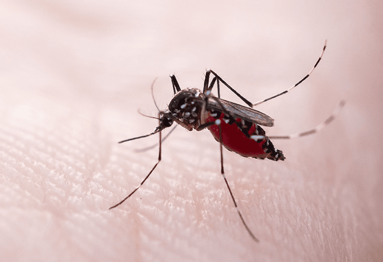 Extranjero se convierte en el tercer caso de chikungunya en lo que va del año año en Costa Rica