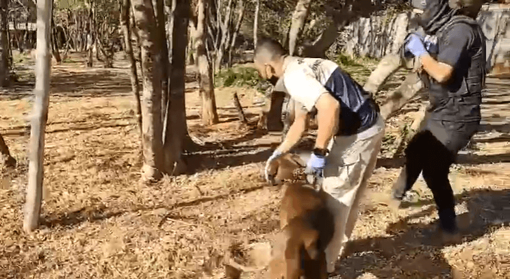 Detienen a estadounidense por crimen de argentina en playa de Guanacaste