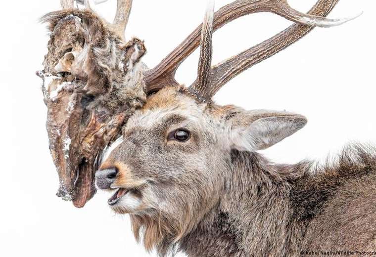 Nominada a mejor foto del año: impresionante imagen de ciervo cargando la cabeza putrefacta de su rival