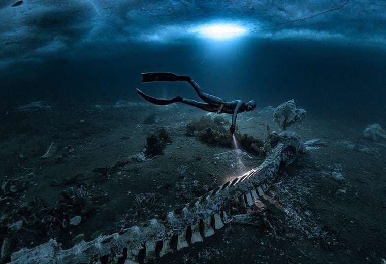 Las imágenes de cementerios de ballenas que transforman profundidades del mar