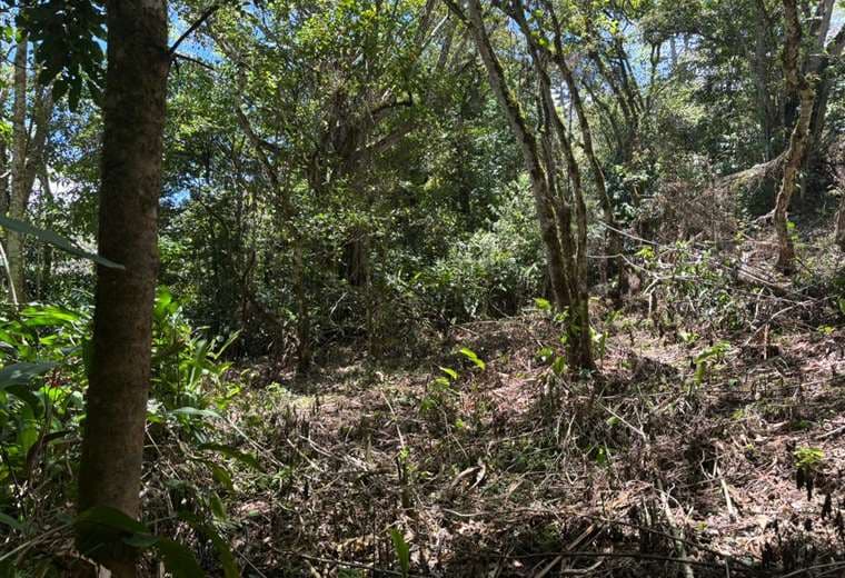 Árbol cae y mata a hombre de 55 años en Pérez Zeledón