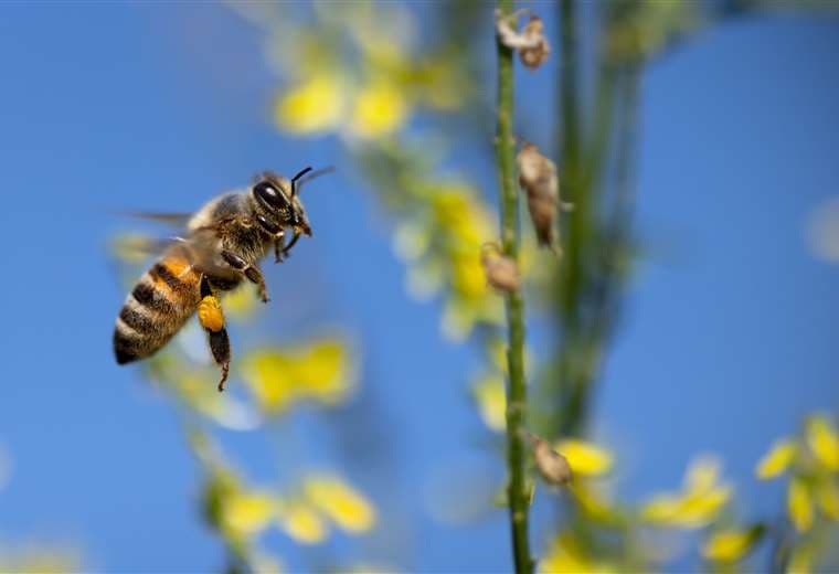 Cinco niños trasladados a centro médico tras ataque de abejas en escuela de Carrillo