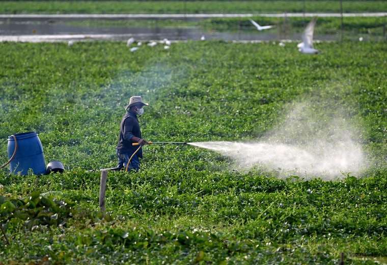 Nueva receta digital busca dar trazabilidad a sustancias peligrosas usadas en cultivos