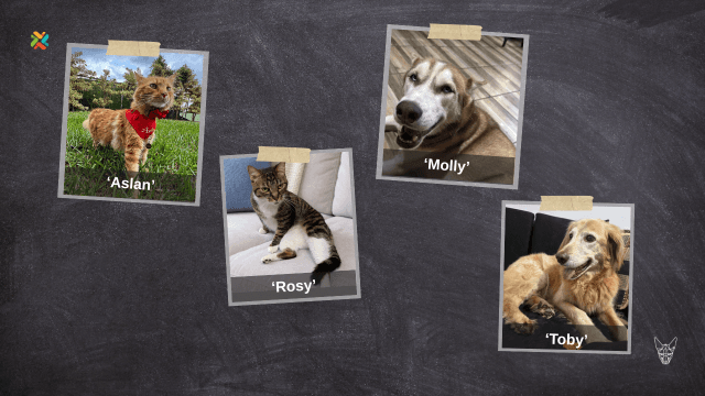 Pizarra de mascotas perdidas: sus familias las buscan con urgencia