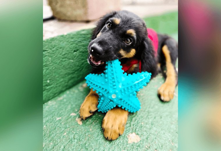 Adopte a un amigo fiel: 'Maylo'