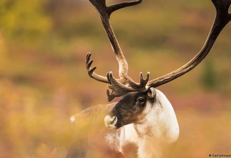 Los renos se comen sus cuernos por un motivo inesperado