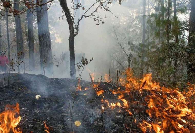 Cinco incendios forestales se declararon en cuestión de 12 horas, dice Bomberos