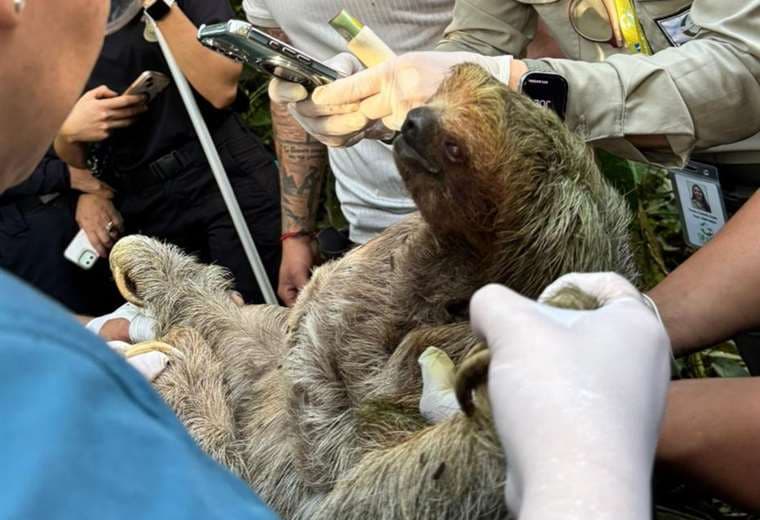 Hallan perezosos, serpientes y danta en sitios turísticos allanados en Upala