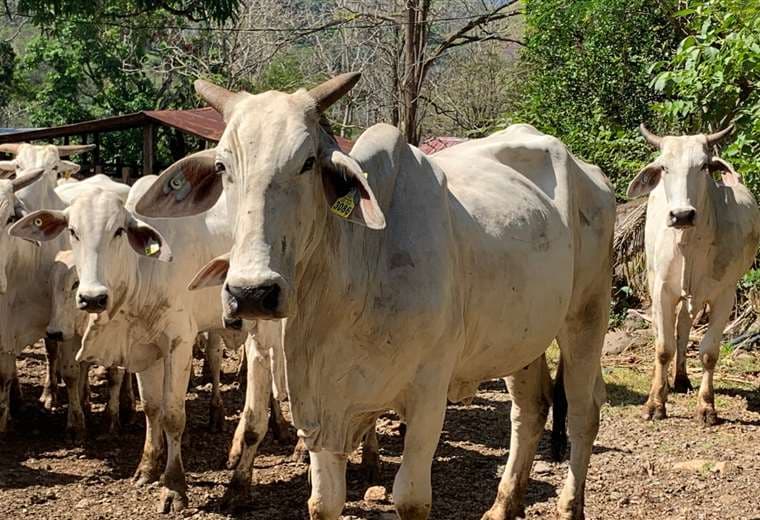 Autoridades detectan brote de rabia paralítica bovina en Zona Norte del país