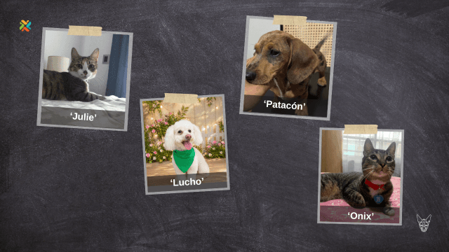 Cuatro mascotas extraviadas necesitan de su ayuda para volver a casa