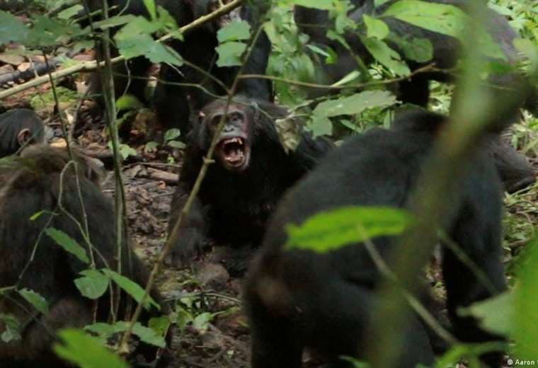 La mayor comunidad de chimpancés salvajes libra una "guerra civil"