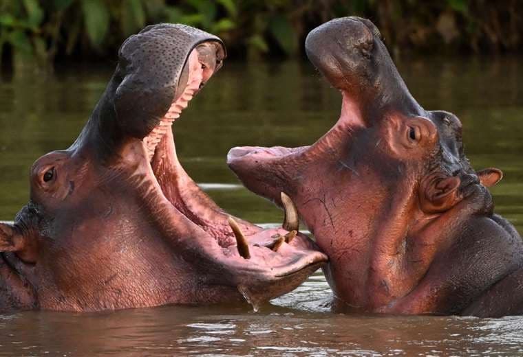 Por qué el gobierno de Colombia sacrificará a 80 de los hipopótamos de Pablo Escobar