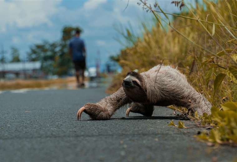 Intentó ayudar a perezoso y terminó atacado: expertos explican lo que no se debe hacer