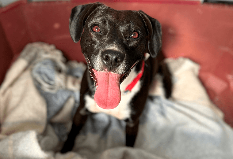 Adopte a una amiga fiel: 'Dana'