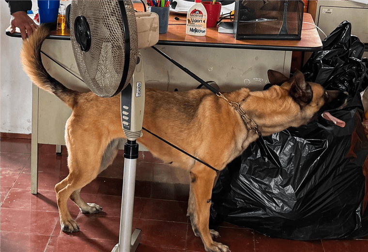 Policía encuentra varias dosis de droga y una cuchilla en colegios de Desamparados
