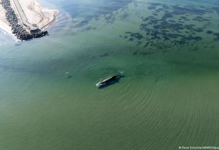 Timmy, la ballena jorobada debilitada en el Báltico mientras Alemania intenta un rescate incierto