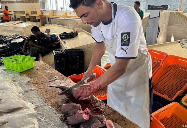 Tiburones del Mediterráneo están desapareciendo por vacío legal que los está matando