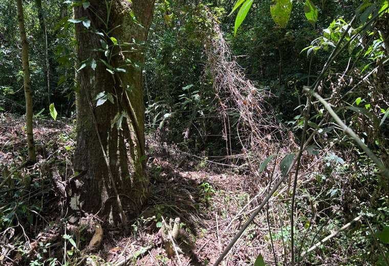 Joven aparece semidesnudo y muerto en zona boscosa de Goicoechea