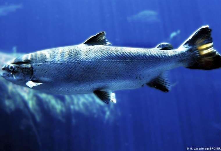 La cocaína en ríos está cambiando el comportamiento del salmón salvaje