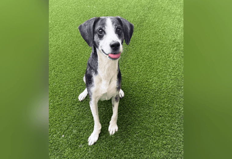 Adopte a un amigo fiel: 'Oreo'
