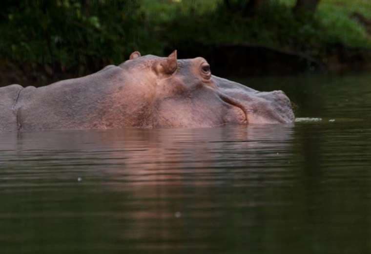 Magnate indio ofrece salvar de la eutanasia a 80 hipopótamos colombianos