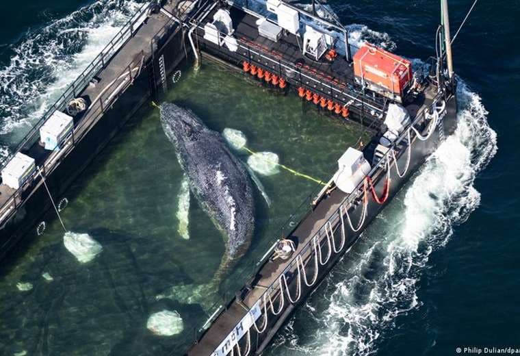La ballena "Timmy": un rescate espectacular con final incierto en el mar Báltico