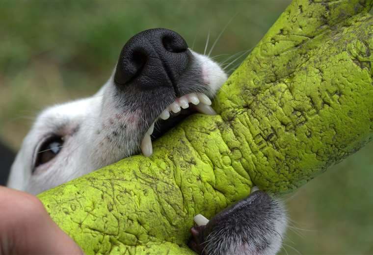 Caen las atenciones por ataques de perro en Costa Rica, pero los casos graves no ceden