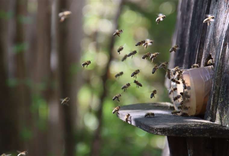 Sala IV: Prohibición de fipronil "es absoluta" una vez venzan plazos dados por Gobierno