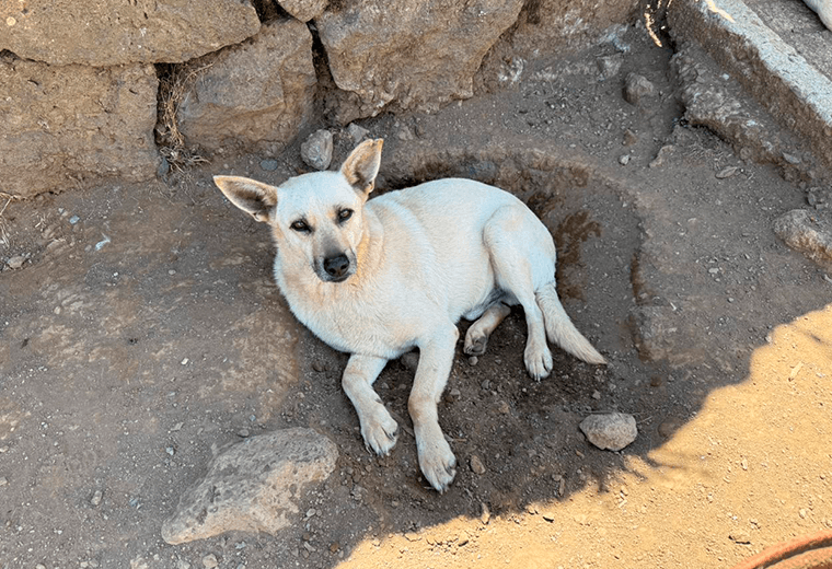 Adopte a un amigo fiel: 'Caramelo'