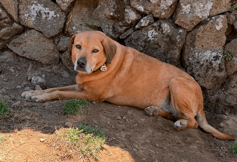 Adopte a una amiga fiel: 'Beta'