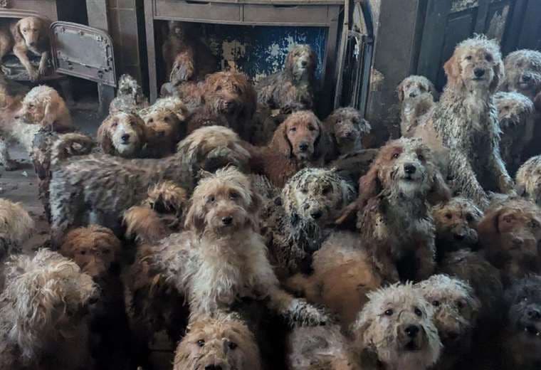 Los 250 perros hacinados en pequeña casa de Inglaterra y su "sorprendente" recuperación