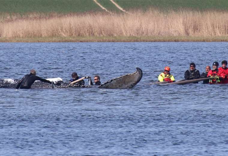 Encuentran muerta en Dinamarca a la ballena salvada en Alemania
