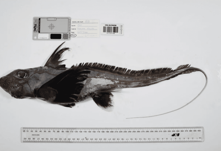 Tiburón fantasma, esponja carnívora y otras 1.100 especies marinas descubiertas en un año