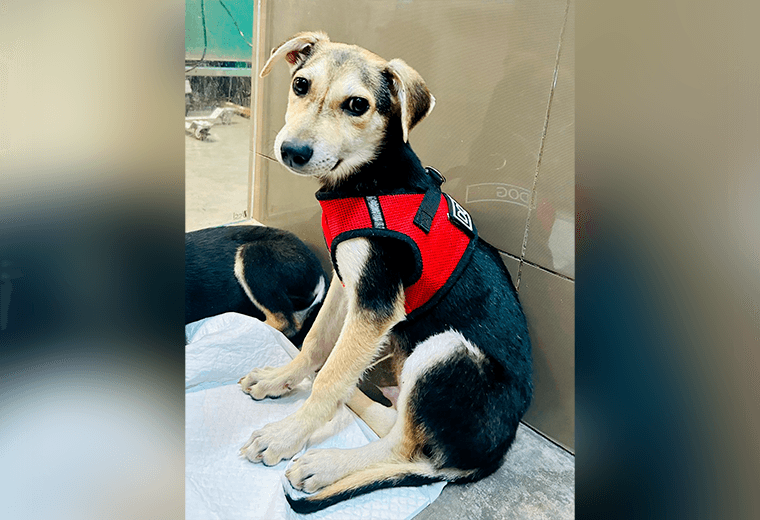 Adopte a un amigo fiel: 'Felipe'