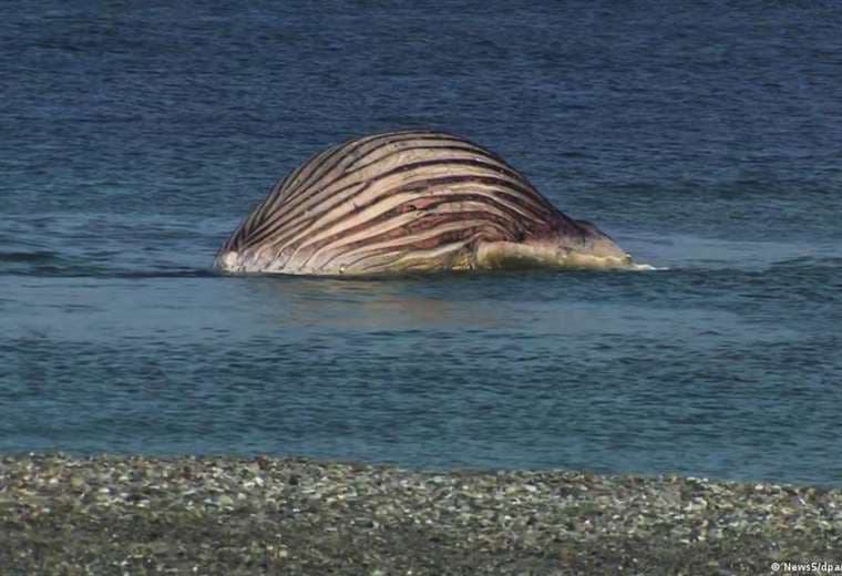 El cadáver de la ballena "Timmy" genera alarma por riesgo de explosión